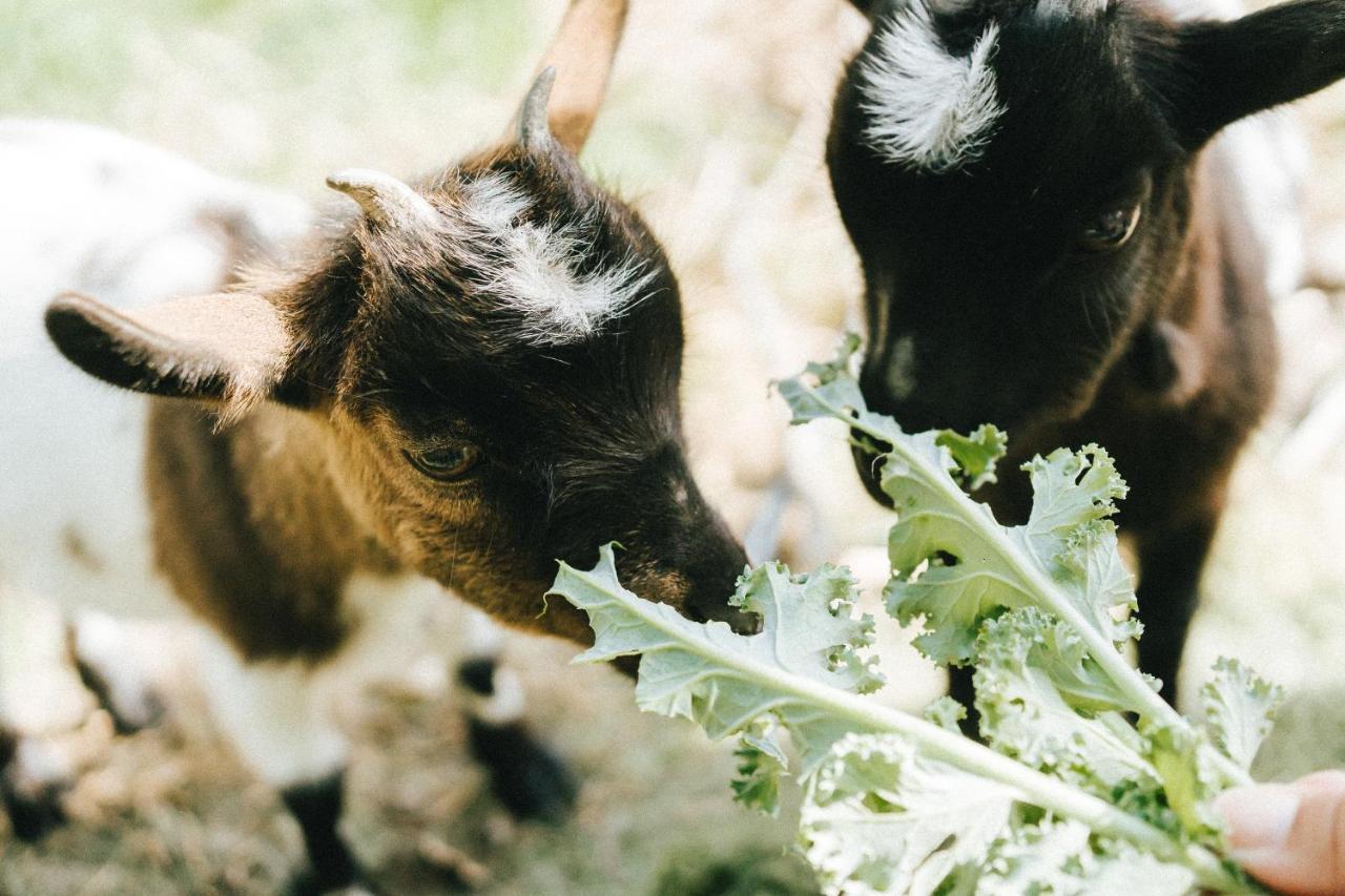 Águas de MouraHumus Farm别墅 外观 照片